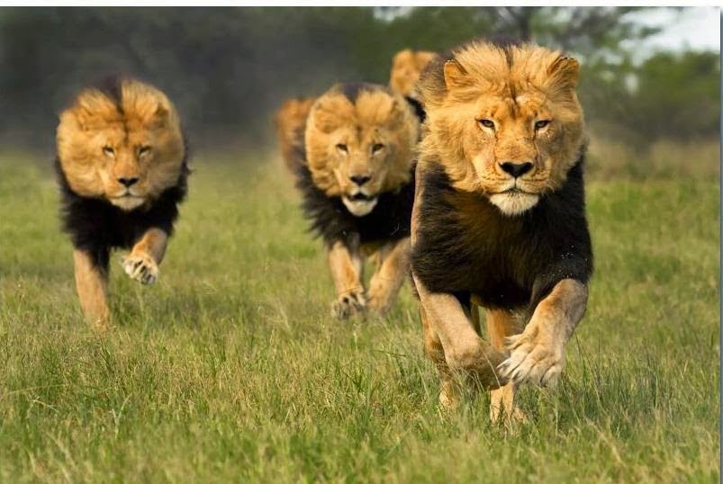 leones