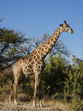 girafa