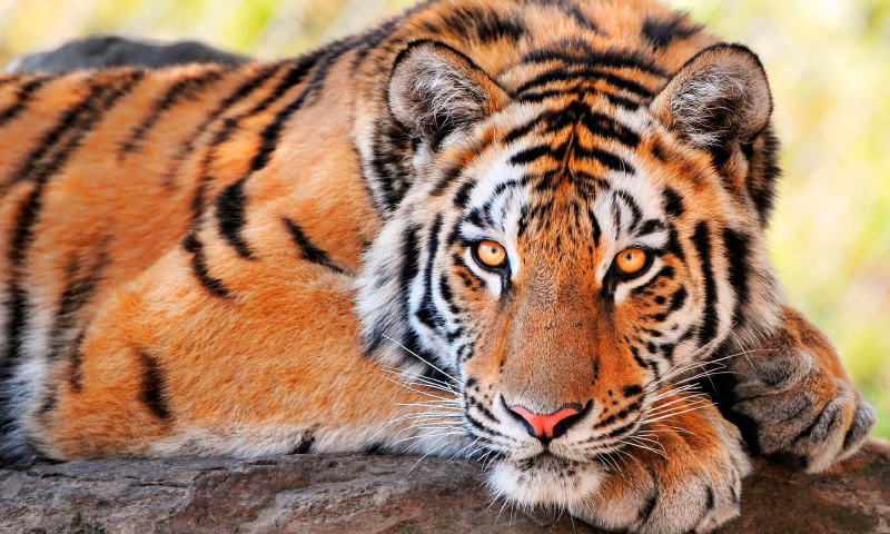 tigre