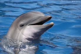 delfin
