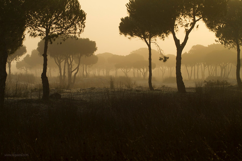 Bosque de Doñana
