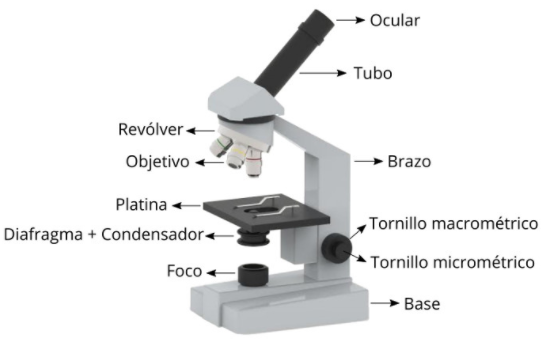 Microscopio y sus partes