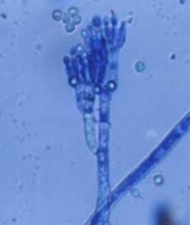Moho pluricelular.