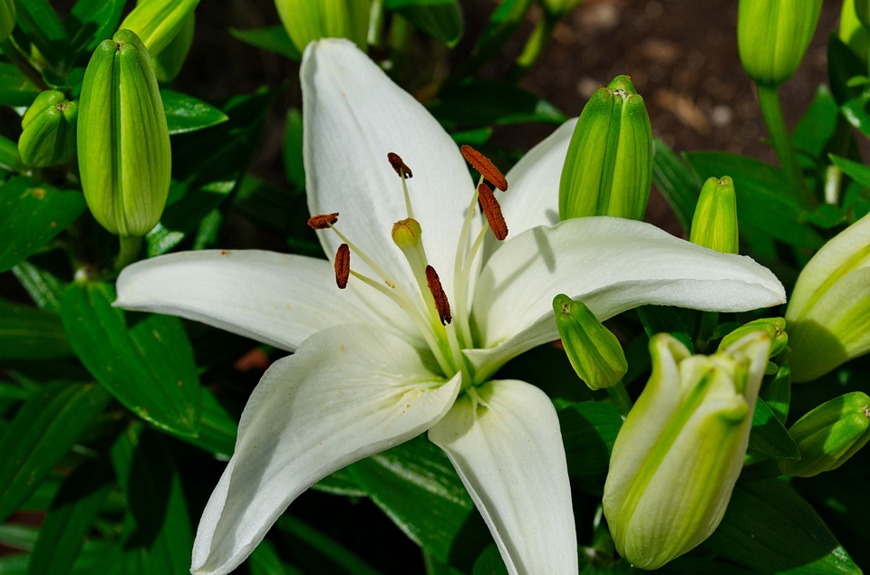 flor 