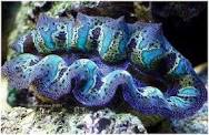 Microfago