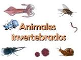 Animales Invertebrados