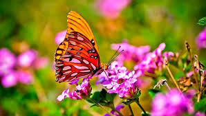 mariposa