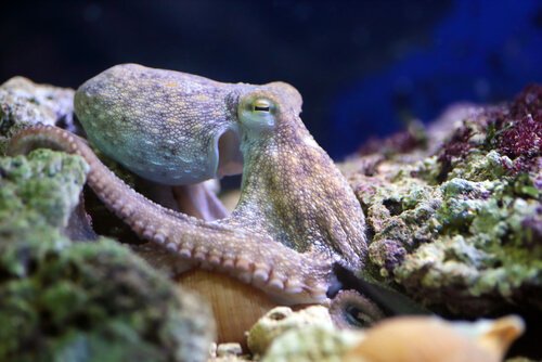 pulpo