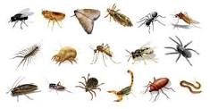 Invertebrados