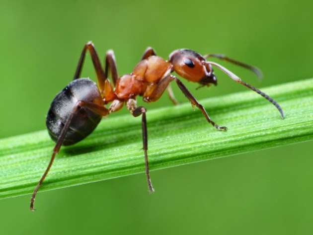 Hormiga