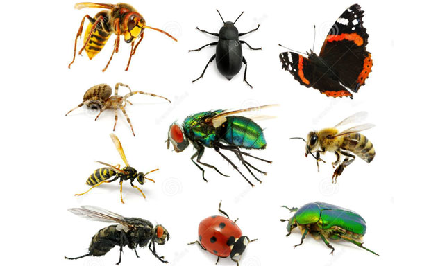 insectos2