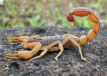 escorpion