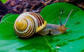 caracol