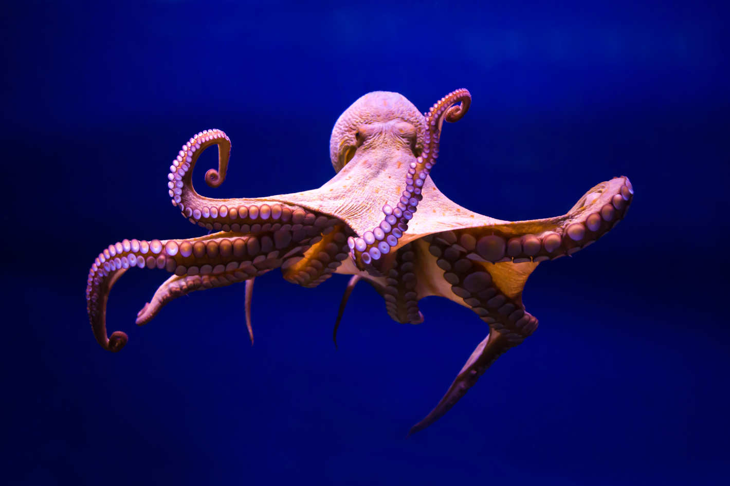 cefalopodos