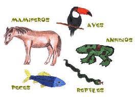 Animales vertebrados 2