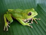 Anfibios 2