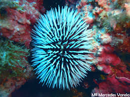 erizo de mar