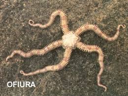ofiura