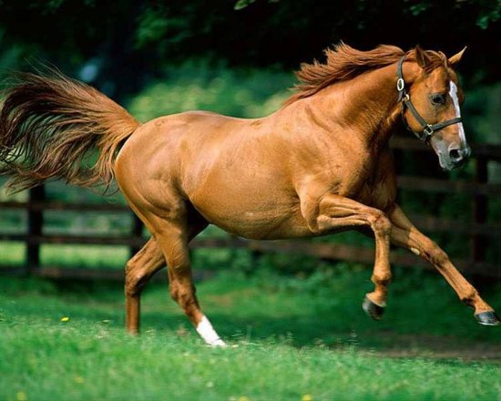 Caballo