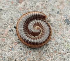 Miriapodo
