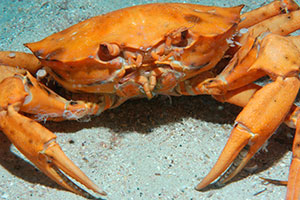 crustaceo