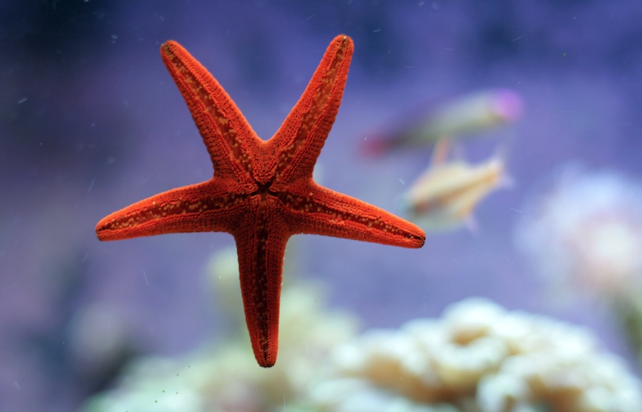 EStrella de mar