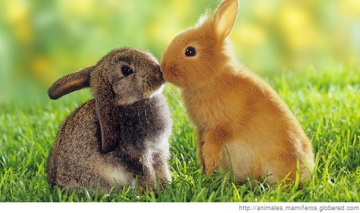conejitos