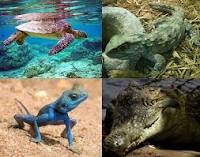 Reptiles.