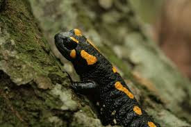 salamandra