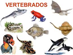 Vertebrados 1