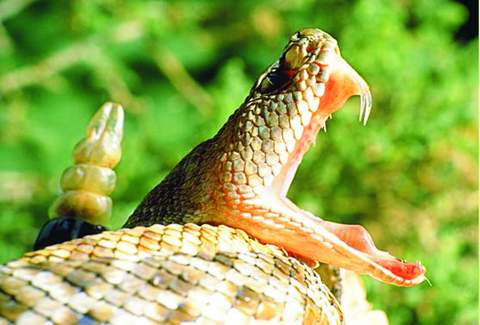 serpiente