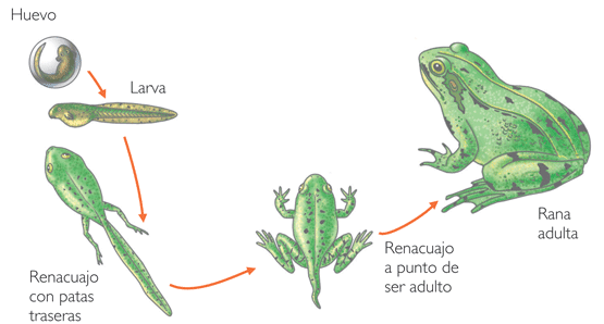 metamorfosis rana