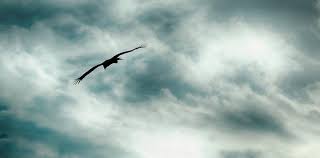 águila