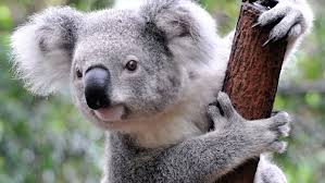 Koala