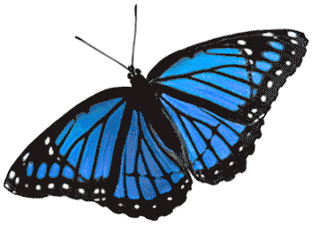 mariposa