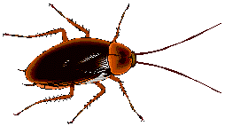 cucaracha