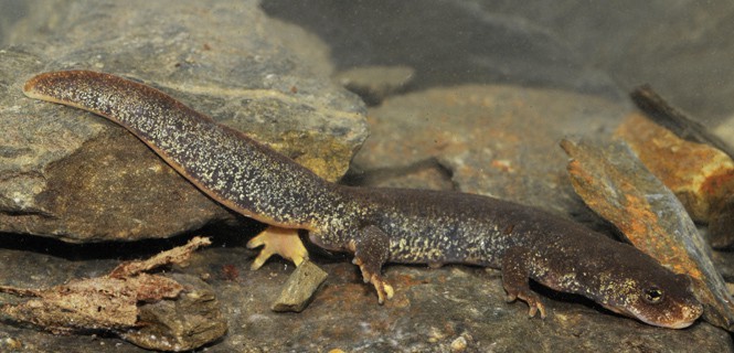 tritón