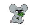 koala
