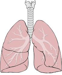 pulmones