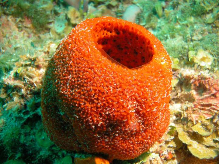 porifero 2