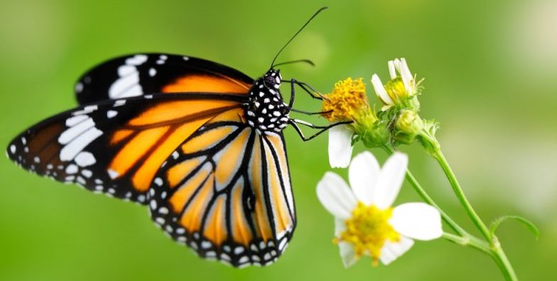 mariposa