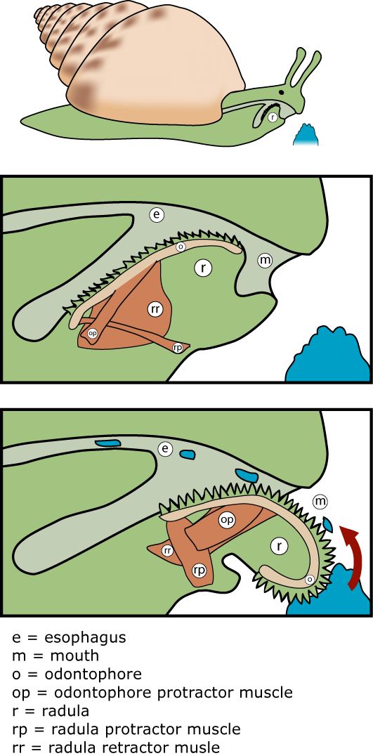 radula