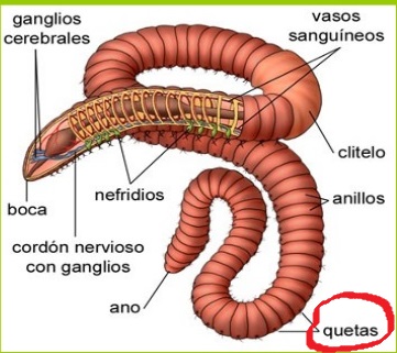 queta