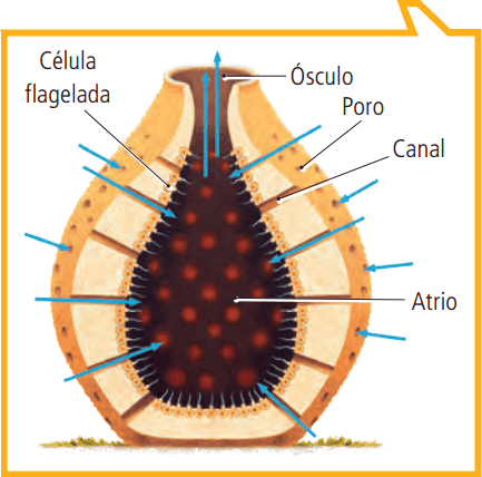 atrio