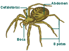 ceefalotorax