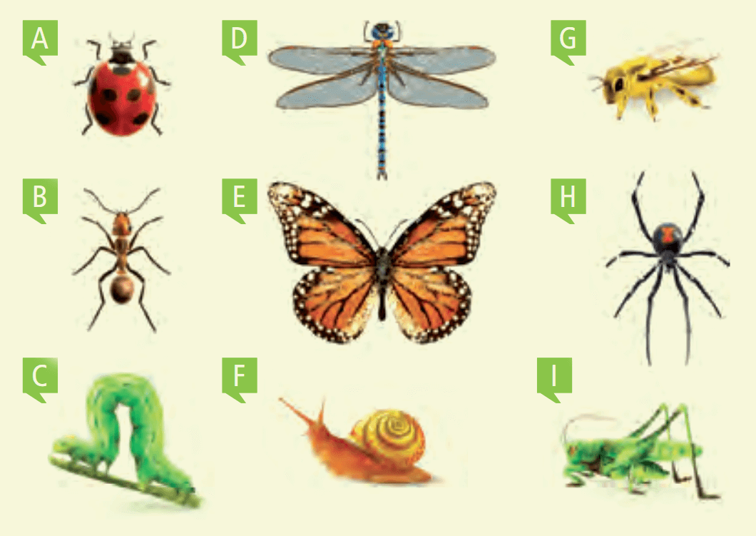 animals