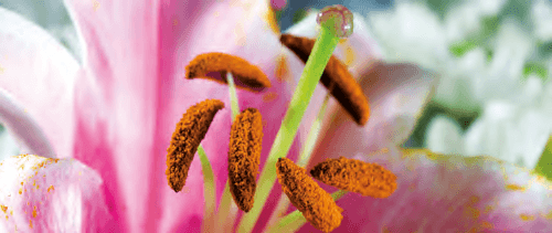 Flor 