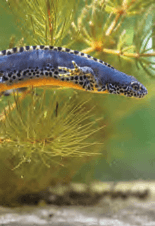 Anfibio 2