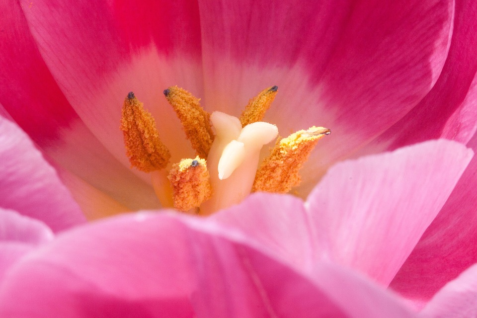 tulipan