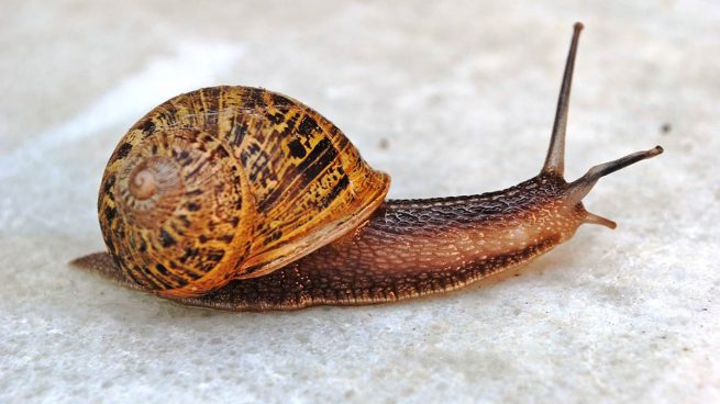 Caracol